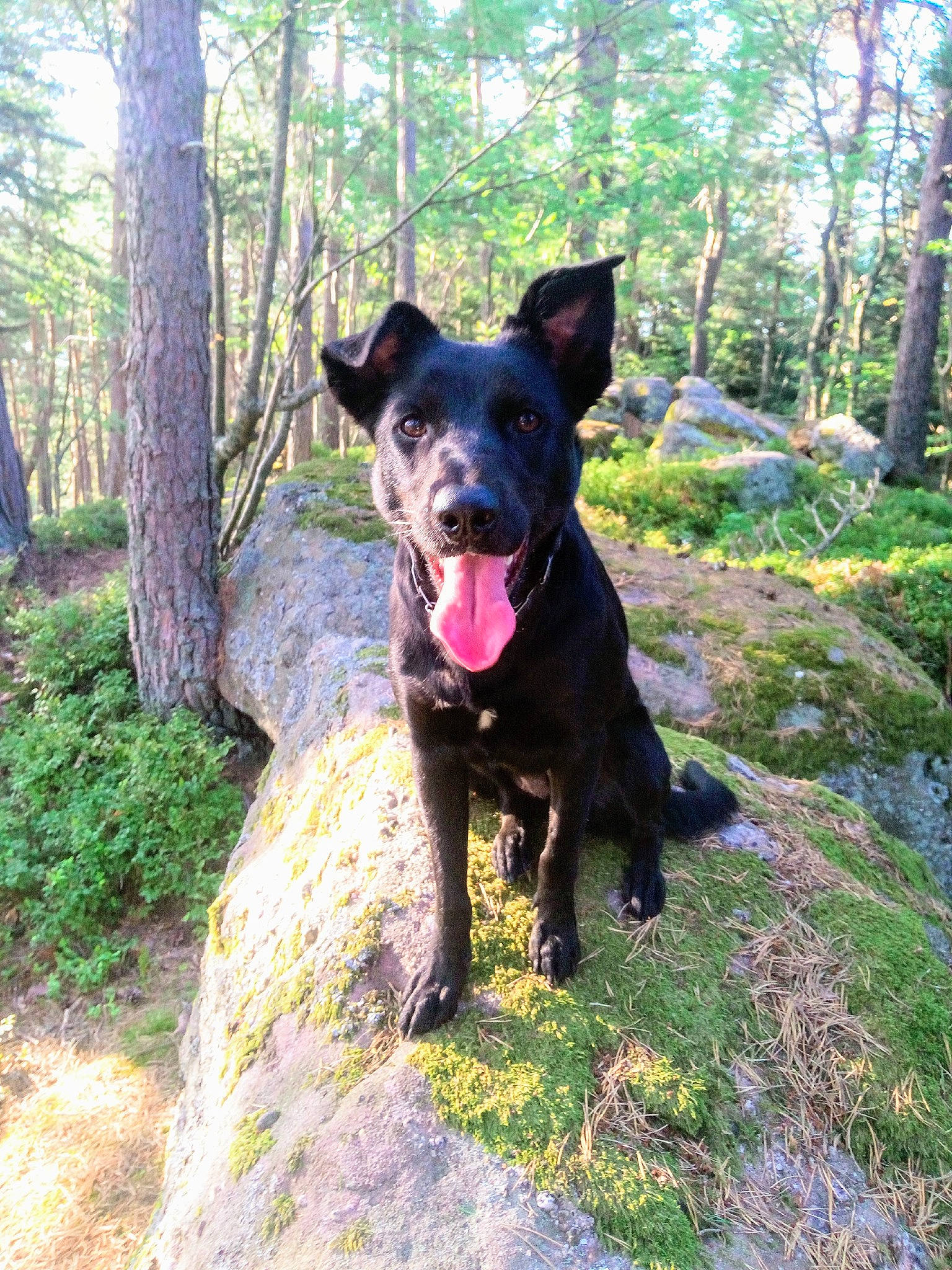 Ossa a rejoint le concours — aidez-le/la à gagner de superbes lots ! adventure, australian_kelpie, canidae, carnivore, dog, dog_breed, formosan_mountain_dog, hunting_dog, mammal, rare_breed_dog, sporting_group, vertebrate