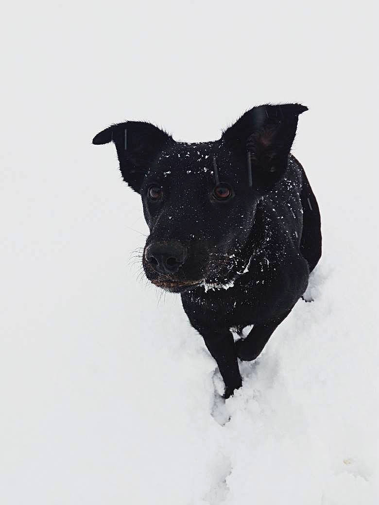 Ossa a rejoint le concours — aidez-le/la à gagner de superbes lots ! black, canidae, carnivore, dog, dog_breed, snout, snow, sporting_group