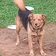 Lil Wayne Einstein joined the competition — help win amazing prizes! dog, animal, pet, outdoor, grass, dirt, tail, standing, happy, fur, collar, ears, nature, canine, mammal, playful, ground, daylight, friendly, cute