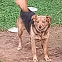 dog, animal, pet, outdoor, grass, dirt, tail, standing, happy, fur, collar, ears, nature, canine, mammal, playful, ground, daylight, friendly, cute