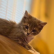 Penelope joined the competition — help win amazing prizes! kitten, cat, gray_cat, white_paws, whiskers, fur, pet, animal, cute, curious, indoor, cozy, soft_light, portrait, close_up, young, domestic_cat, feline, relaxed, head_tilt