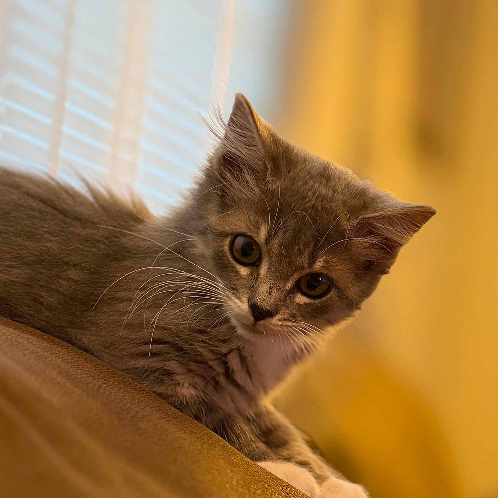 Penelope