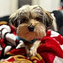 dog, pet, animal_face, close_up, blanket, red_blanket, cozy, fur, nose, whiskers, eyes, paw, indoor, portrait, shallow_depth_of_field, soft_focus, cute, small_dog, collar, resting
