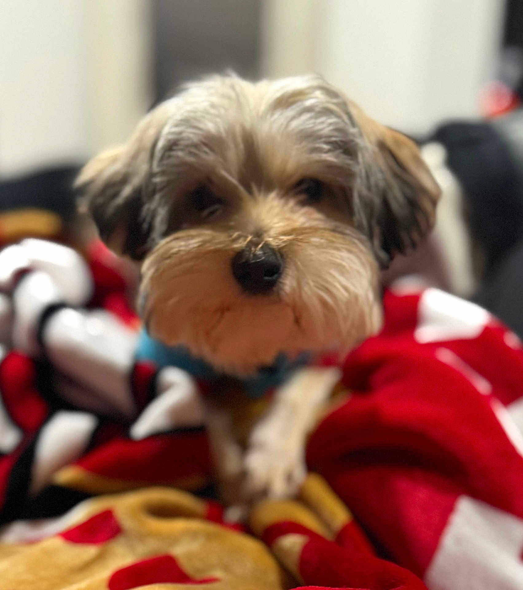 Frisco joined the competition — help win amazing prizes! dog, pet, animal_face, close_up, blanket, red_blanket, cozy, fur, nose, whiskers, eyes, paw, indoor, portrait, shallow_depth_of_field, soft_focus, cute, small_dog, collar, resting