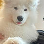 angora, animal, canine, cat, couch, dog, eskimodog, furniture, husky, pet, puppy, white, whitedog