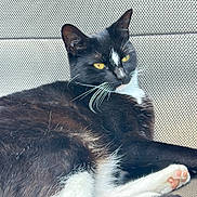 Luna is registered to the contest to win money with this photo: animal, black_and_white, cat, chair, close_up, cute, domestic, feline, fur, indoor, lounging, paw, pet, portrait, relaxed, resting, soft, texture, whiskers, yellow_eyes