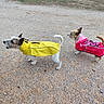 Lady.clochard participe au concours pour gagner de l'argent avec cette photo : dogs, canines, two_dogs, raincoats, yellow_coat, pink_coat, outdoors, gravel, path, rural, walking, standing, small_dogs, wirehaired, terrier, fashion, pet_clothing, tails, grass, trees