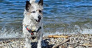 Lady.clochard a rejoint le concours — aidez-le/la à gagner de superbes lots ! animal, beach, canine, collar, daytime, dog, ears, fur, happy, nature, outdoor, pebbles, pet, playful, shoreline, small_dog, standing, summer, water, waves