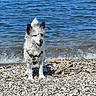 animal, beach, canine, collar, daytime, dog, ears, fur, happy, nature, outdoor, pebbles, pet, playful, shoreline, small_dog, standing, summer, water, waves