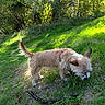 Lady.clochard a rejoint le concours — aidez-le/la à gagner de superbes lots ! dog, canine, shaggy_fur, small_dog, brown_fur, white_fur, pink_collar, standing, sniffing, tail, ears, grass, garden, park, woodland, trees, nature, outdoor, sunlight, stick