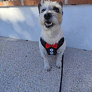 Lady.clochard a rejoint le concours — aidez-le/la à gagner de superbes lots ! dog, pet, small_dog, wire_hair, white_fur, black_and_white, bow_tie, formalwear, harness, leash, sitting, outdoor, portrait, happy, smiling, open_mouth, pointed_ears, sunlight, brick_wall, pavement