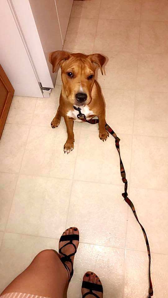 Lili is registered to the contest to win money with this photo: ball, brown, carnivore, companion_dog, dog, dog_breed, door, fawn, floor, flooring, foot, hardwood, human_leg, liver, pet_supply, snout, tail, vertebrate, wood, working_animal