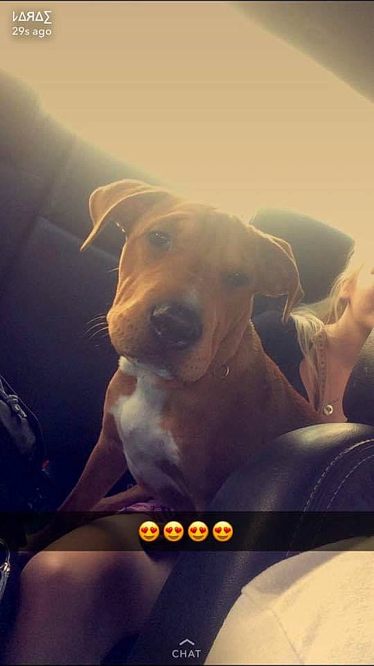 Lili joined the competition — help win amazing prizes! backlighting, canidae, carnivore, cloud, companion_dog, dog, dog_breed, fawn, gesture, happy, jaw, lens_flare, paw, photo_caption, puppy_love, snout, sporting_group, sunlight, whiskers, working_animal