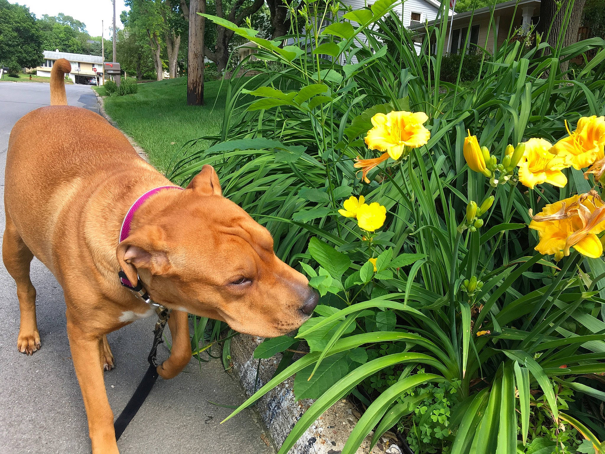 Lili is registered to the contest to win money with this photo: carnivore, collar, companion_dog, dog, dog_breed, dog_collar, dog_supply, fawn, flower, grass, liver, outdoor_furniture, pet_supply, petal, plant, snout, sporting_group, tail, terrestrial_plant, working_animal