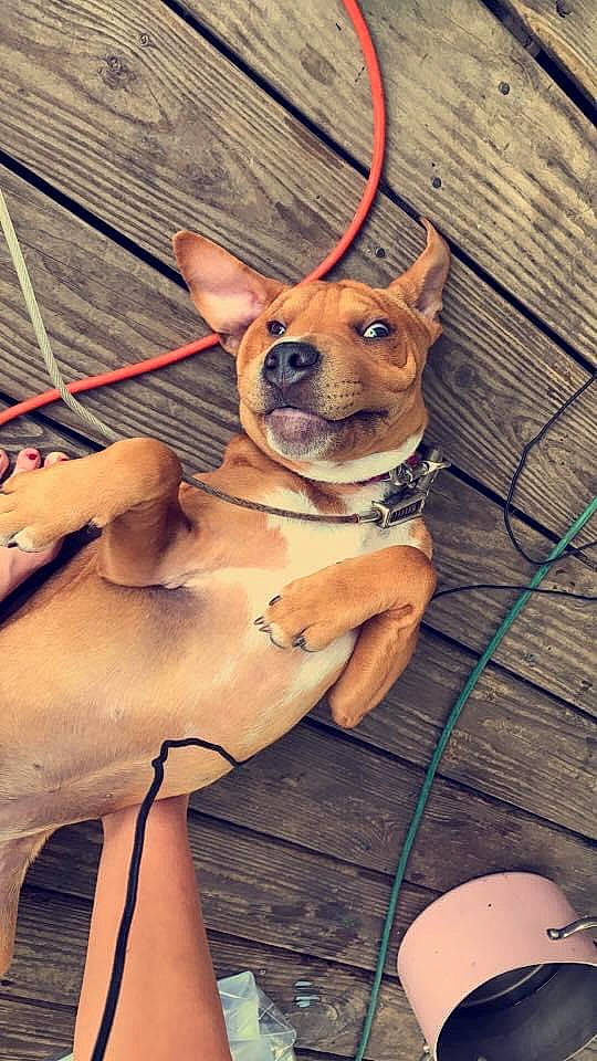 Lili is registered to the contest to win money with this photo: canidae, carnivore, collar, companion_dog, dog, dog_breed, dog_collar, dog_supply, ear, eyewear, fashion_accessory, fawn, human_leg, leash, snout, sporting_group, toy_dog, whiskers, wood, working_animal