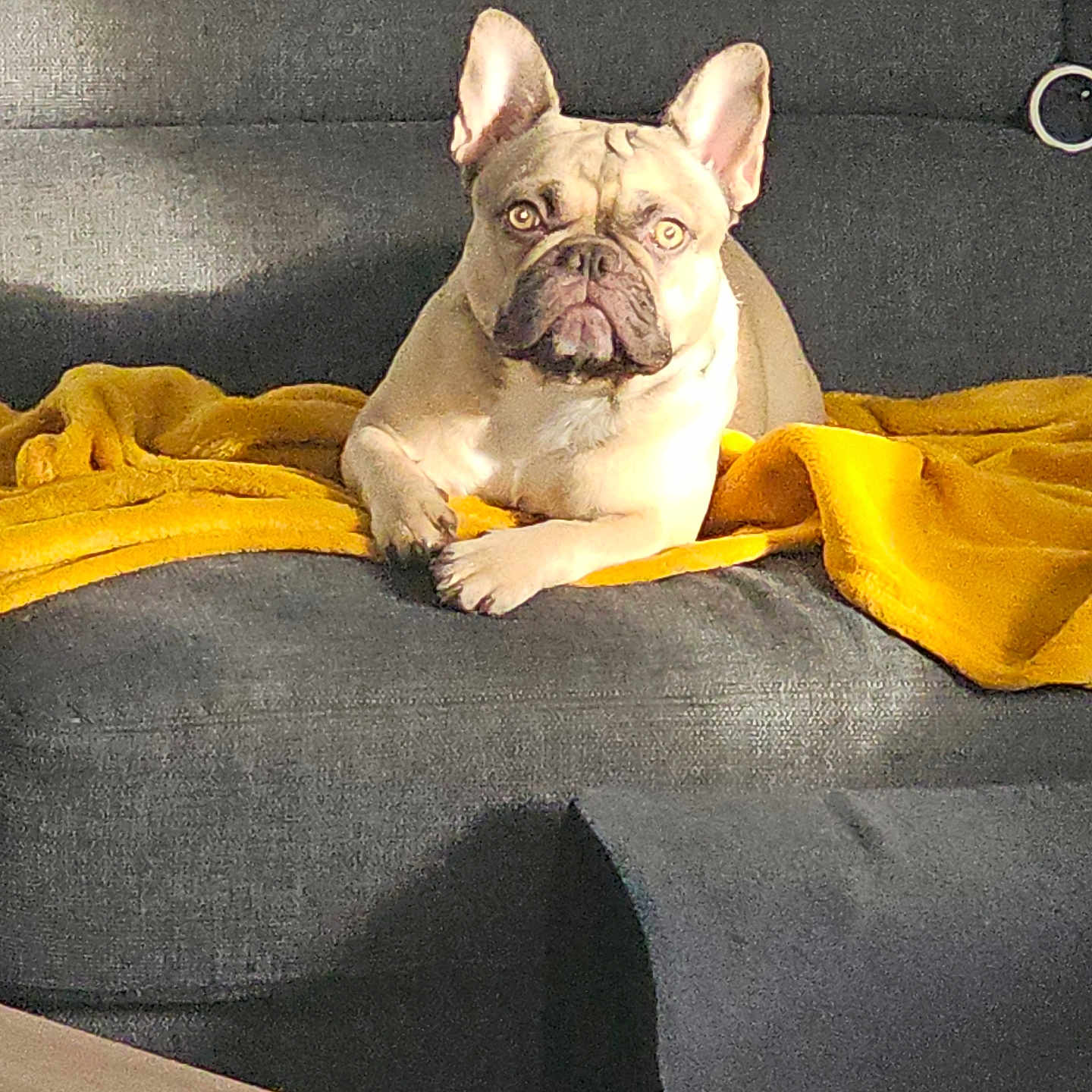 Ula participe au concours pour gagner de l'argent avec cette photo : animal, armchair, blanket, boxer, bulldog, canine, chair, couch, cushion, dog, frenchbulldog, furniture, homedecor, machine, person, pet, pitbull, puppy, sleeping, wheel