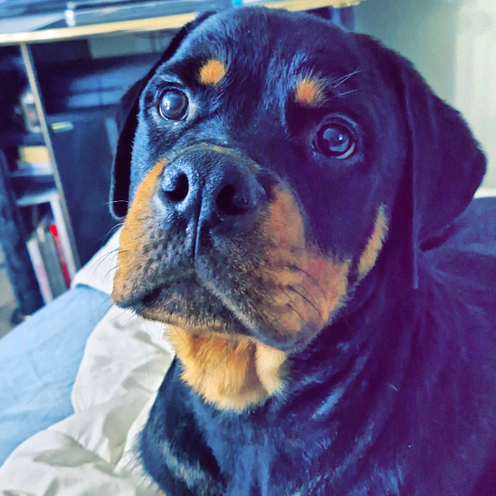 Tao participe au concours pour gagner de l'argent avec cette photo : austrian_black_and_tan_hound, canidae, carnivore, companion_dog, dog, dog_breed, ear, electric_blue, eye, fawn, fur, guard_dog, head, puppy, snout, sporting_group, terrestrial_animal, whiskers, working_animal, working_dog