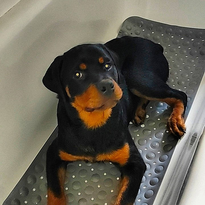 Tao participe au concours pour gagner de l'argent avec cette photo : austrian_black_and_tan_hound, beaglier, canidae, carnivore, collar, comfort, companion_dog, dog, dog_breed, guard_dog, hound, hunting_dog, pet_supply, pinscher, rottweiler, snout, sporting_group, toy_dog, working_animal, working_dog