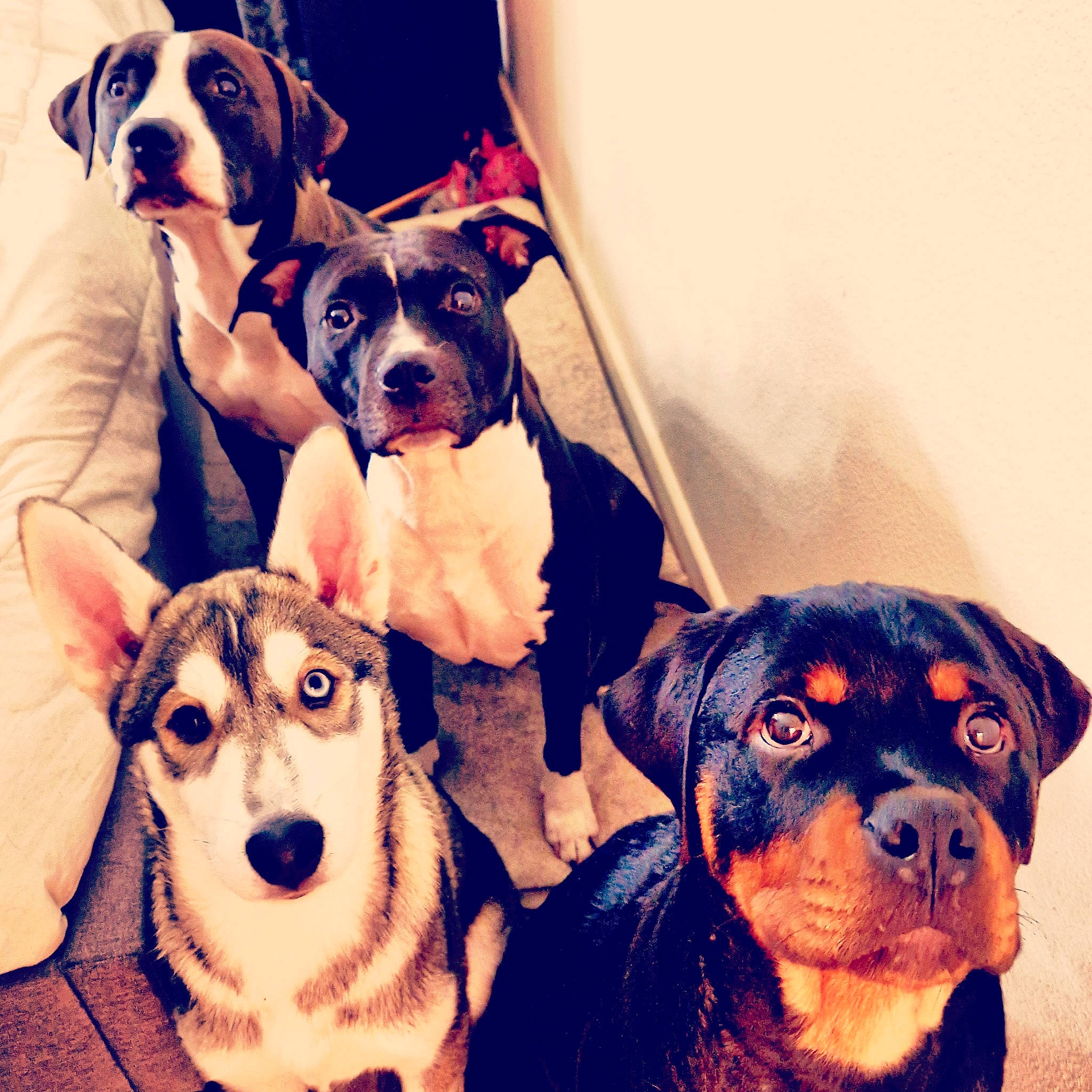 Tao a rejoint le concours — aidez-le/la à gagner de superbes lots ! carnivore, comfort, companion_dog, cool, dog, dog_breed, dog_supply, fawn, fur, happy, mammal, paw, puppy_love, selfie, snout, sporting_group, toy_dog, vertebrate, white, working_animal