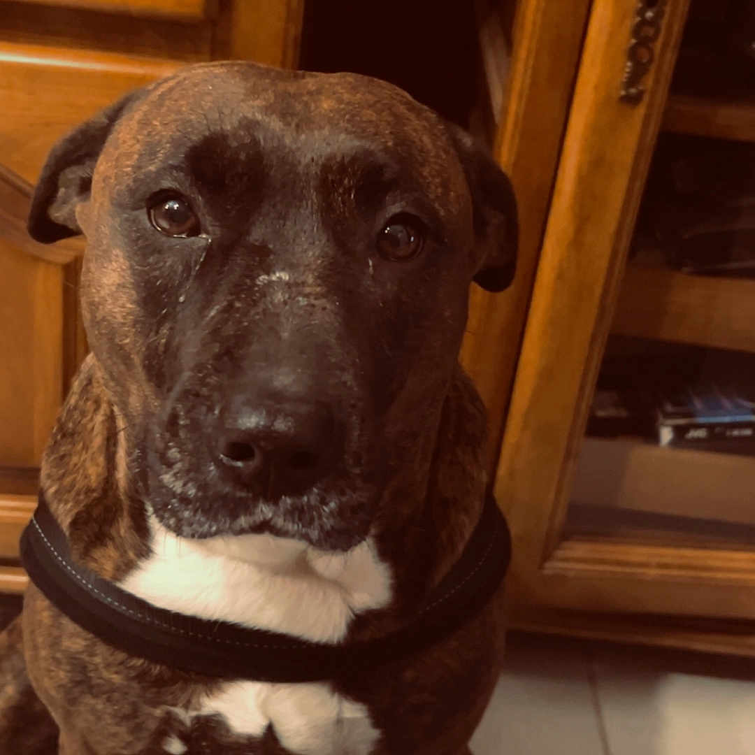 Maya participe au concours pour gagner de l'argent avec cette photo : animal, attentive, brindle, brown, calm, canine, closeup, dog, domestic, floor, harness, indoor, looking, mammal, pet, portrait, sitting, tile, white_patch, wooden_cabinet