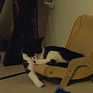 Oreo is registered to the contest to win money with this photo: animal, black_and_white, carpet, cat, chair, cozy, domestic, feline, furniture, fuzzy_toy, home, indoor, paw, pet, quiet, relaxed, resting, small_chair, stretching, toy