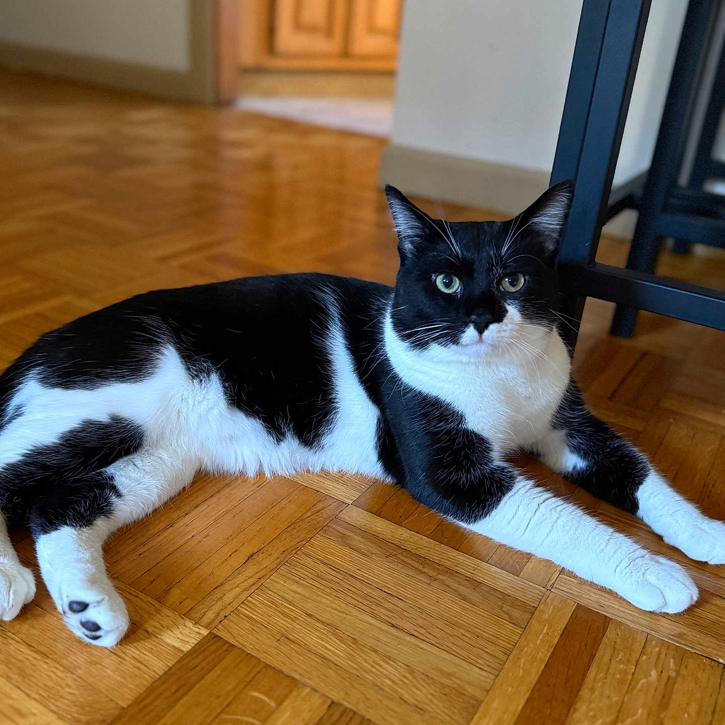 Oreo joined the competition — help win amazing prizes! animal, black_and_white, cat, chair, curious, domestic, doorway, feline, flooring, fur, green_eyes, house, indoor, looking_at_camera, lying_down, paws, pet, relaxed, whiskers, wooden_floor