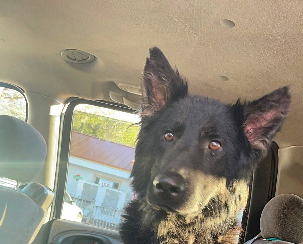 Trigger joined the competition — help win amazing prizes! automotive_mirror, automotive_window_part, canidae, carnivore, companion_dog, dog, dog_breed, dog_collar, fur, giant_dog_breed, herding_dog, snout, sporting_group, vehicle, vehicle_door, whiskers, window, windshield, working_animal, working_dog