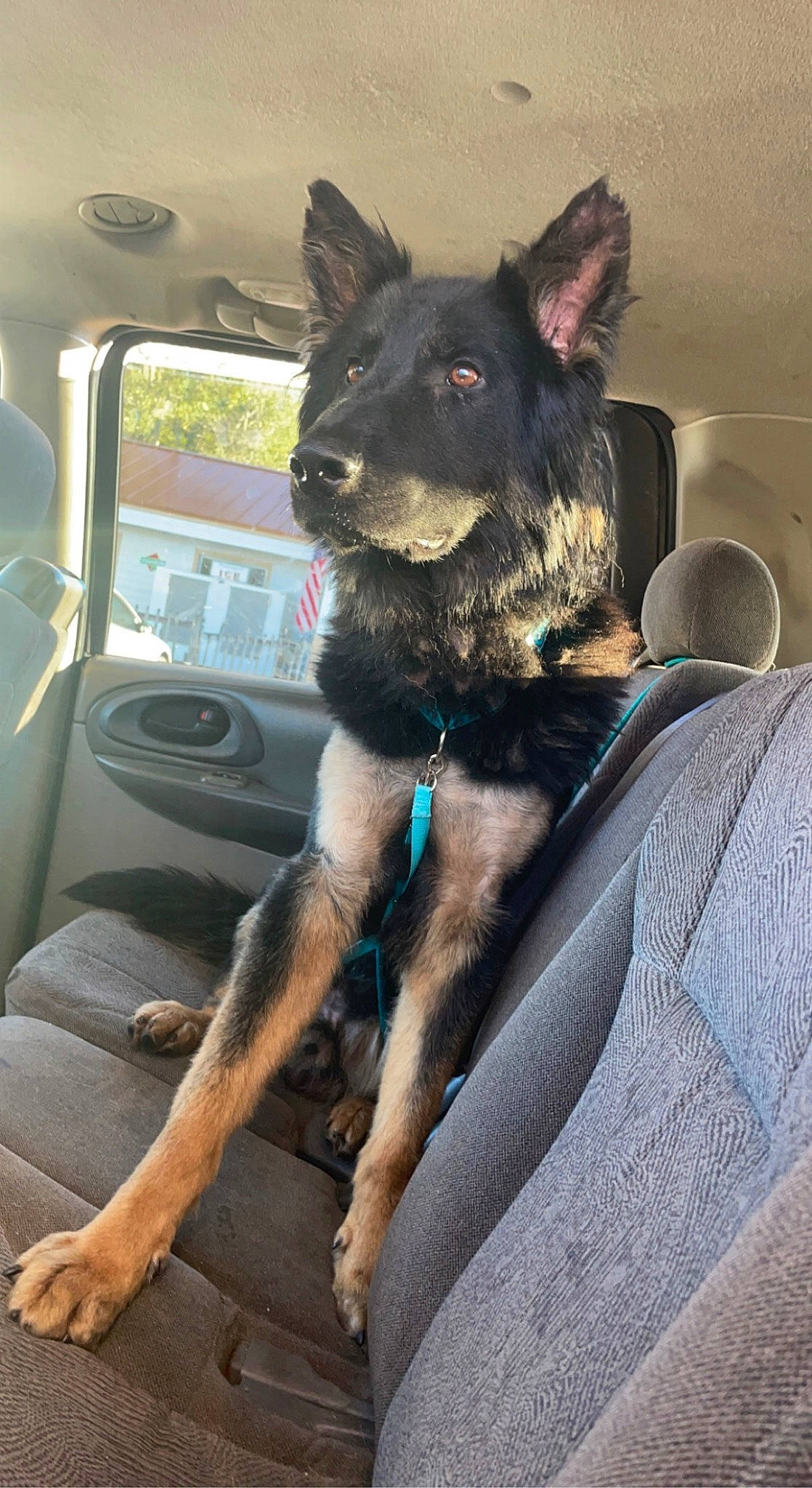 Trigger joined the competition — help win amazing prizes! automotive_mirror, canidae, car, carnivore, collar, companion_dog, dog, dog_breed, dog_collar, family_car, fawn, fur, snout, sporting_group, vehicle, vehicle_door, whiskers, window, windshield, working_animal