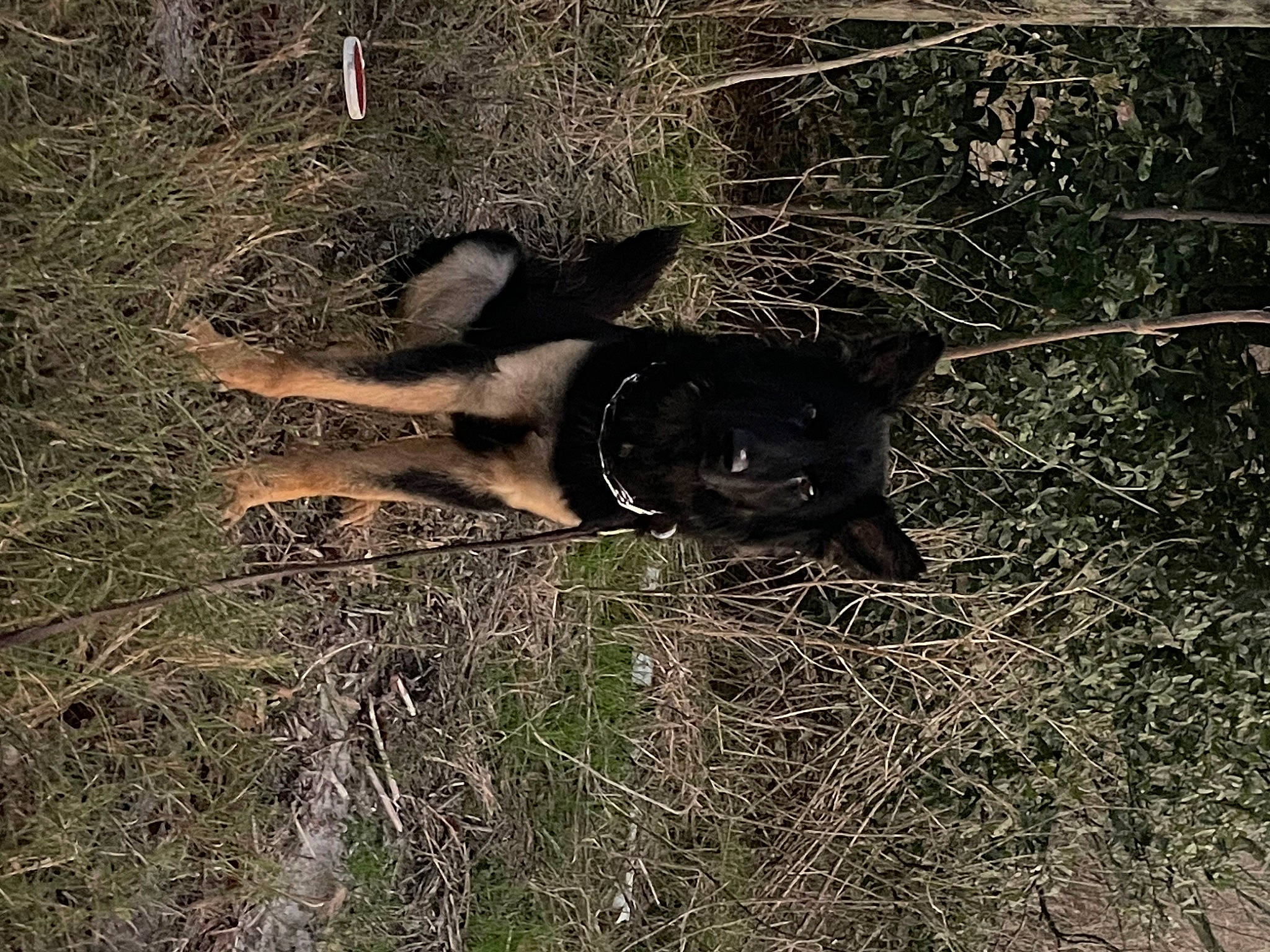 Trigger is registered to the contest to win money with this photo: canidae, carnivore, dog, dog_breed, fawn, fur, grass, mammal, plant, shadow, snout, soil, sporting_group, tail, terrestrial_animal, tree, trunk, wildlife, wood, working_animal