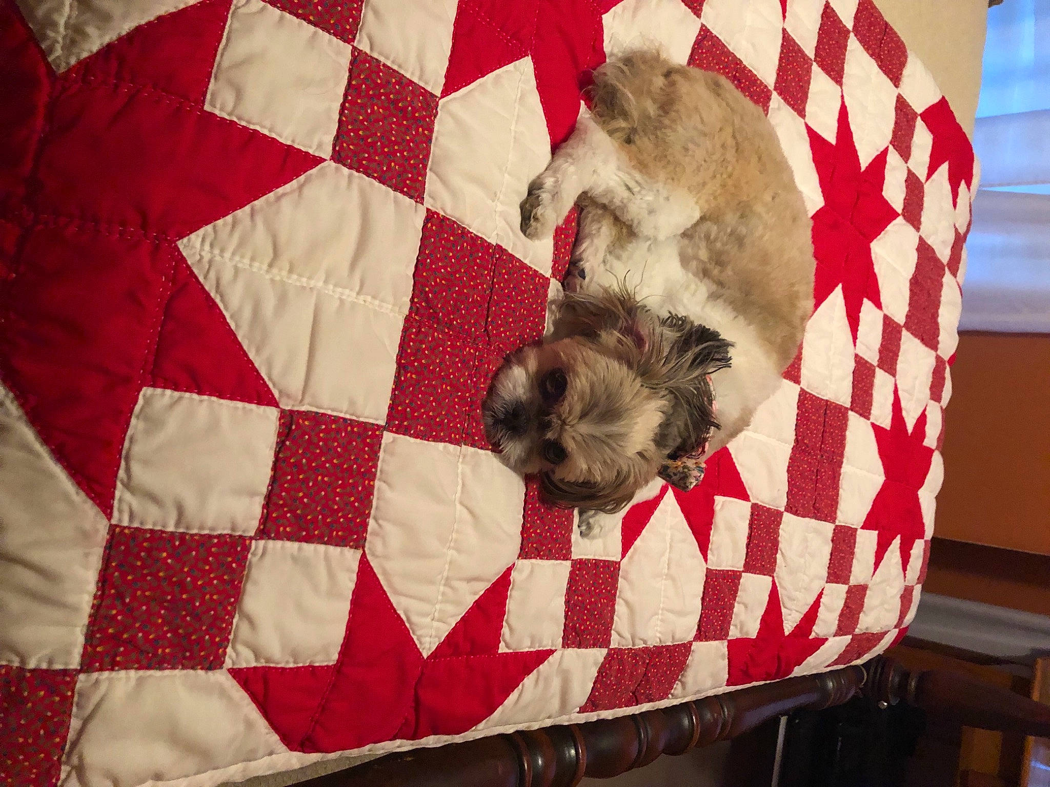 Kasey is registered to the contest to win money with this photo: canidae, carnivore, comfort, companion_dog, dog, dog_breed, dog_supply, fawn, felidae, flooring, fur, linens, mammal, pattern, pet_supply, rectangle, small_to_medium_sized_cats, sporting_group, terrestrial_animal, working_animal