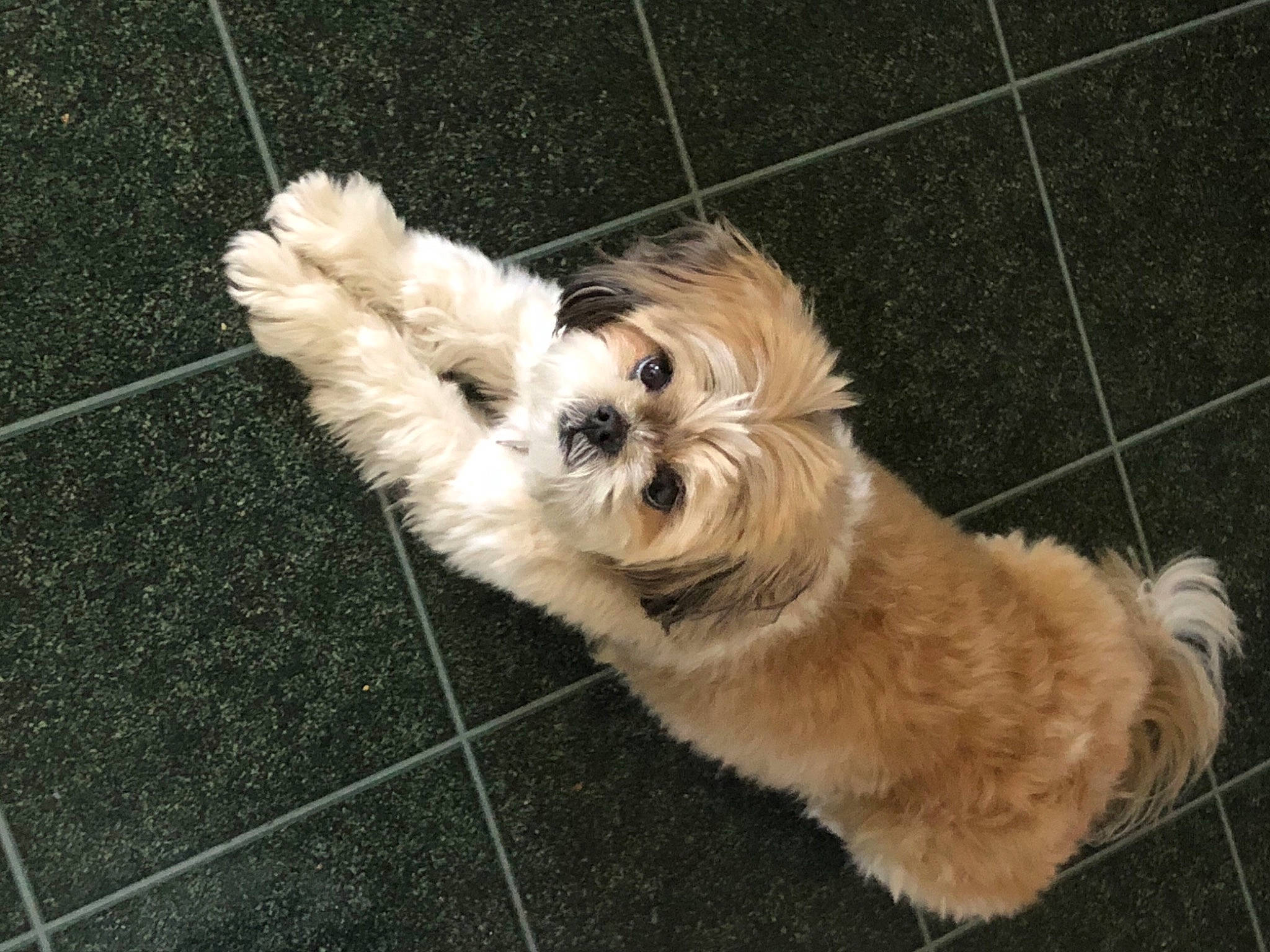 Kasey joined the competition — help win amazing prizes! canidae, carnivore, companion_dog, dog, dog_breed, dog_supply, fawn, flooring, fur, labradoodle, mal_shi, puppy_love, road_surface, shih_poo, small_terrier, sporting_group, terrier, tile_flooring, toy_dog, working_animal
