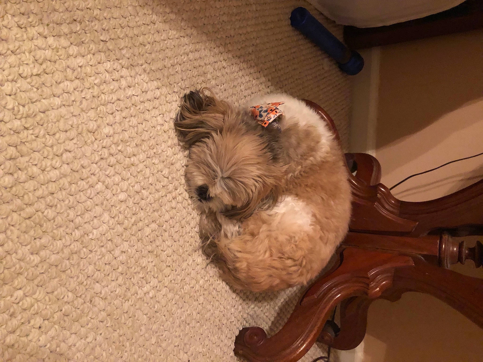 Kasey joined the competition — help win amazing prizes! canidae, carnivore, comfort, companion_dog, dog, dog_breed, door_handle, fawn, felidae, flooring, fur, hardwood, liver, small_to_medium_sized_cats, sporting_group, tail, terrier, toy_dog, wood, working_animal