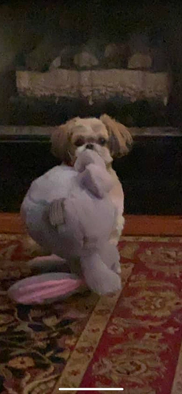 Kasey is registered to the contest to win money with this photo: art, canidae, carnivore, companion_dog, dog, dog_breed, flooring, fur, hardwood, non_sporting_group, sculpture, snout, sporting_group, tail, toy_dog, wood, working_animal