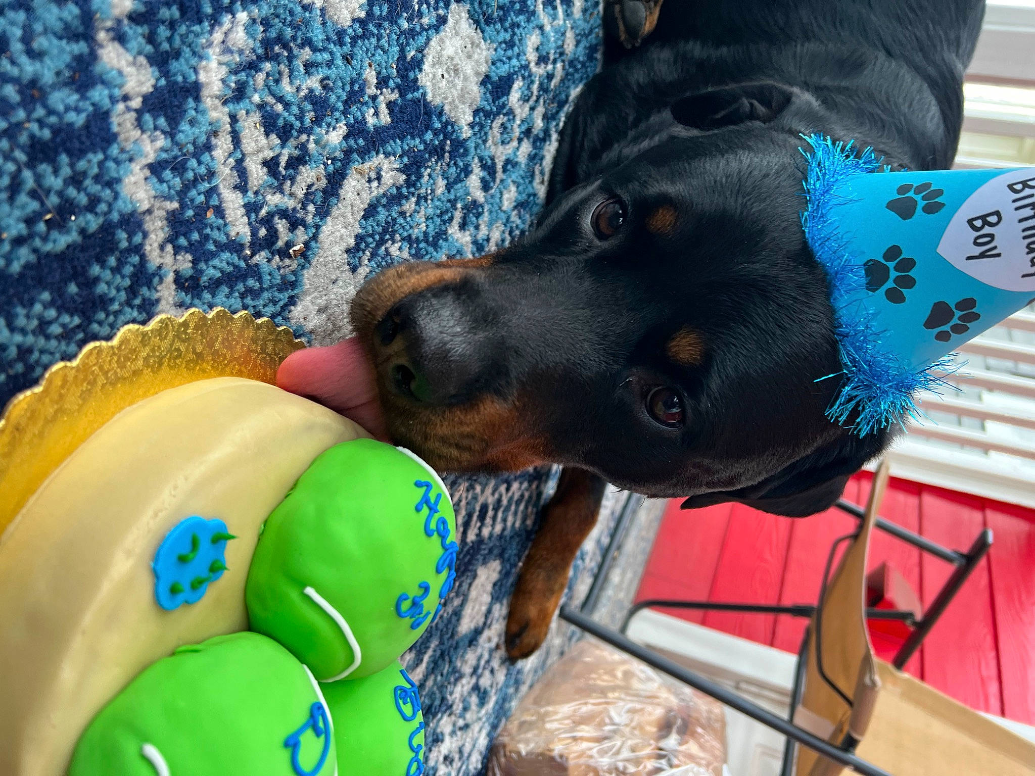Dax is registered to the contest to win money with this photo: balloon, blue, cap, carnivore, collar, companion_dog, denim, dog, dog_breed, electric_blue, fashion_accessory, fun, fur, guard_dog, happy, party_supply, personal_protective_equipment, recreation, snout, toy