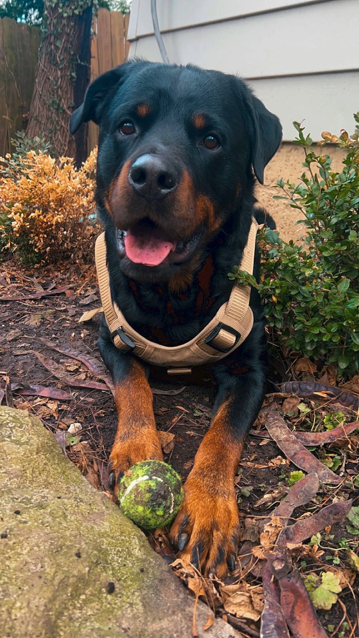 Dax joined the competition — help win amazing prizes! carnivore, collar, companion_dog, dog, dog_breed, dog_collar, dog_supply, fawn, grass, guard_dog, hound, hunting_dog, plant, rottweiler, snout, soil, sporting_group, terrestrial_animal, working_animal, working_dog