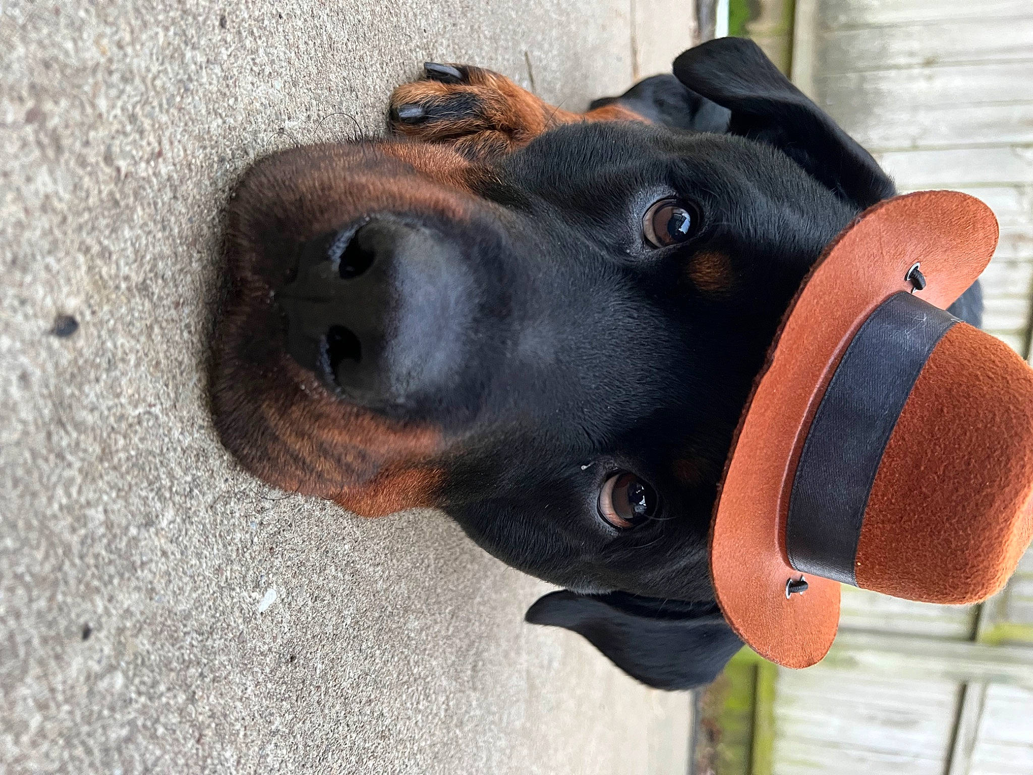 Dax is registered to the contest to win money with this photo: art, carnivore, collar, companion_dog, dog, dog_breed, dog_collar, dog_supply, ear, fashion_accessory, fawn, guard_dog, hound, liver, personal_protective_equipment, pet_supply, snout, sporting_group, working_animal, working_dog
