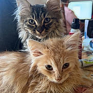 Rouckie a rejoint le concours — aidez-le/la à gagner de superbes lots ! cat, cats, kitten, fluffy, long_hair, tabby, orange_cat, golden_cat, pet, animal, feline, whiskers, ears, eyes, portrait, close_up, sitting, indoors, home, table