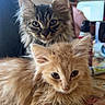 cat, cats, kitten, fluffy, long_hair, tabby, orange_cat, golden_cat, pet, animal, feline, whiskers, ears, eyes, portrait, close_up, sitting, indoors, home, table