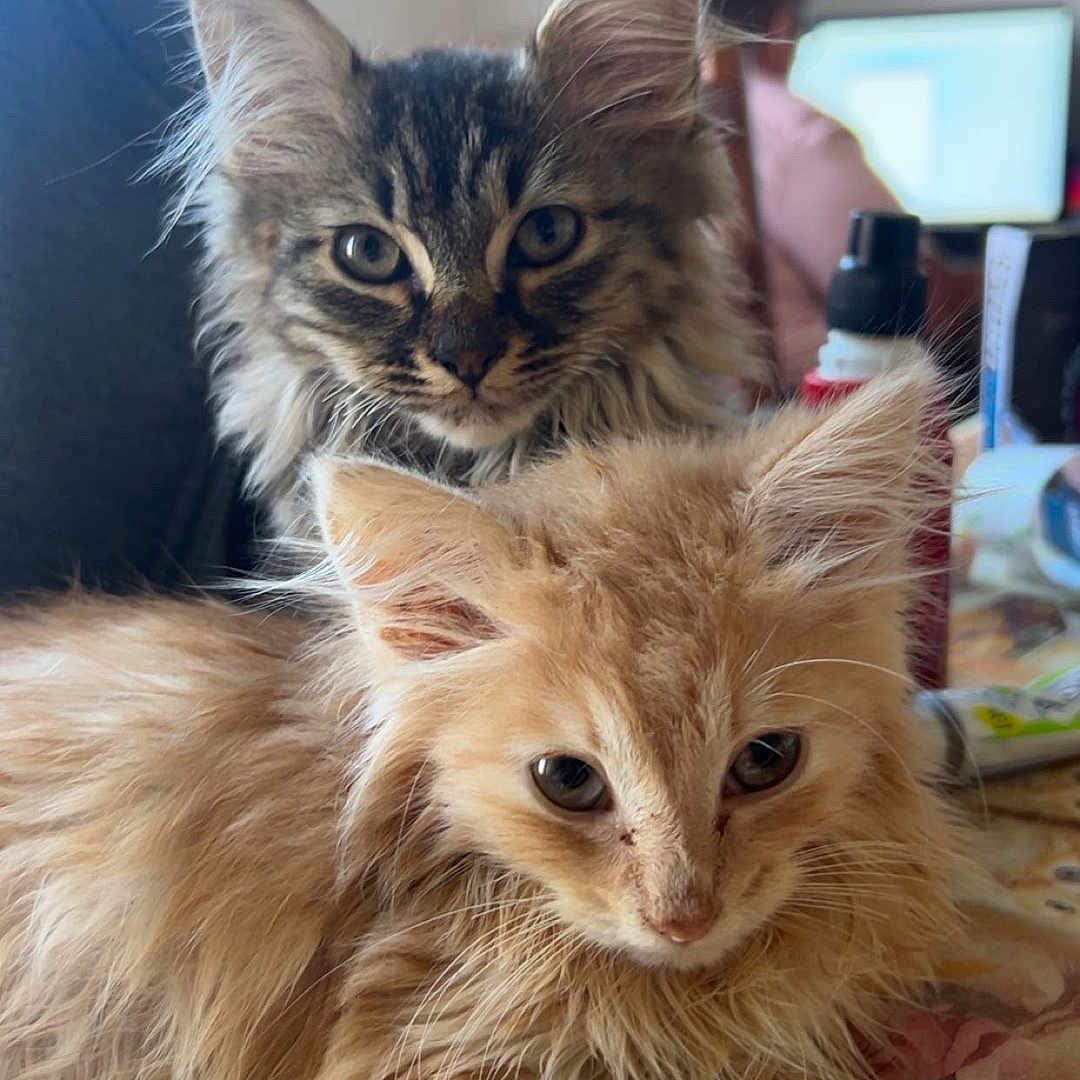 Rouckie a rejoint le concours — aidez-le/la à gagner de superbes lots ! cat, cats, kitten, fluffy, long_hair, tabby, orange_cat, golden_cat, pet, animal, feline, whiskers, ears, eyes, portrait, close_up, sitting, indoors, home, table