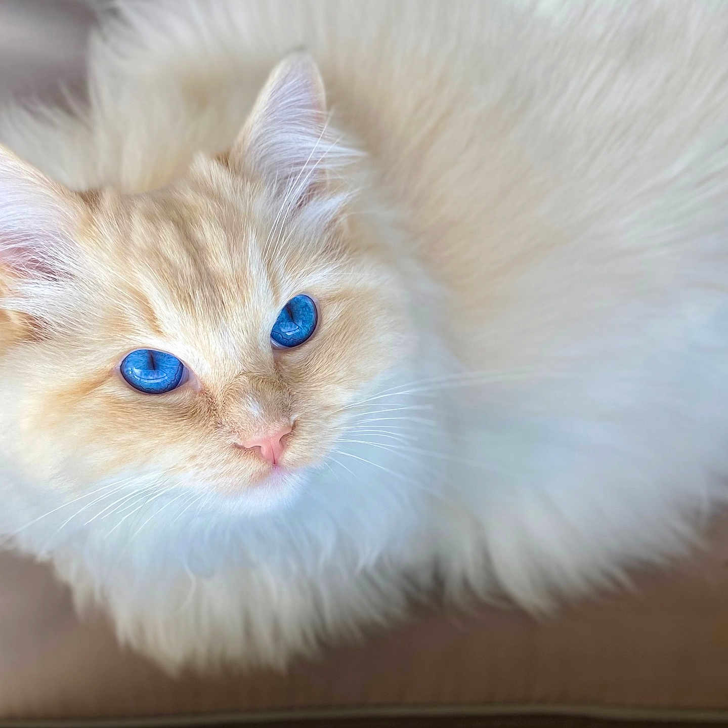 Ulysse a rejoint le concours — aidez-le/la à gagner de superbes lots ! abyssinian, angora, animal, cat, cushion, homedecor, kitten, manx, person, pet, siamese, sleeping, snout, white