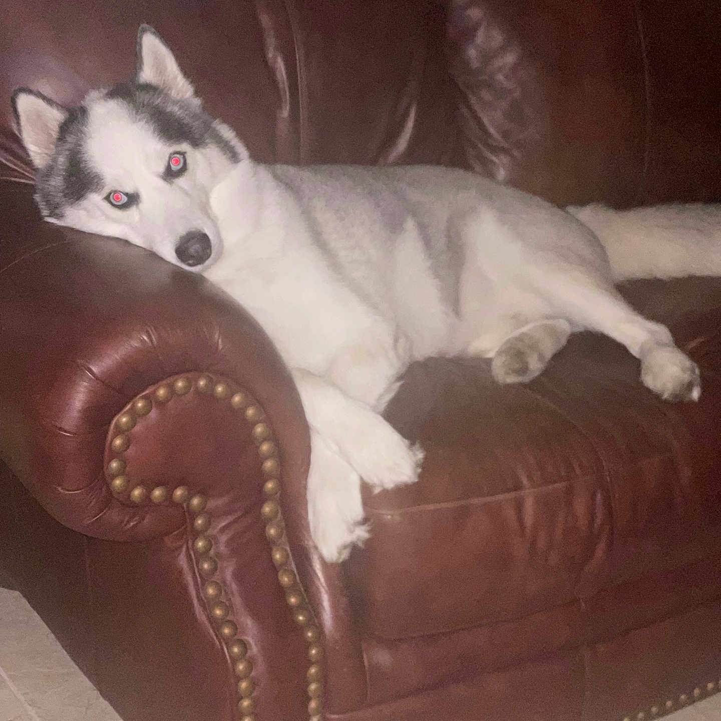 Arctic joined the competition — help win amazing prizes! animal, armchair, canine, cat, chair, chaise, couch, cushion, dog, eskimodog, furniture, homedecor, husky, pet, puppy, whitedog