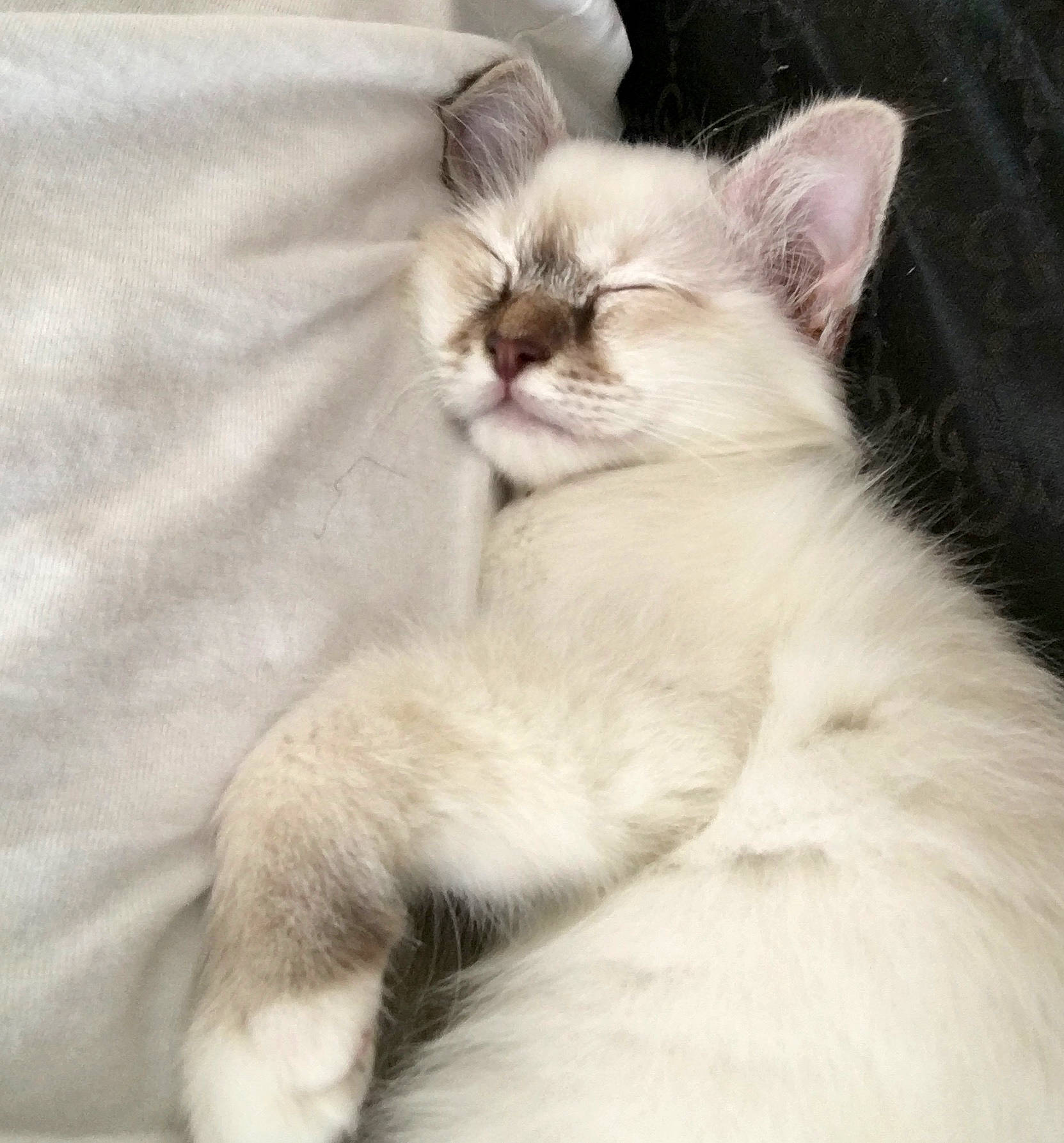 Stella a rejoint le concours — aidez-le/la à gagner de superbes lots ! carnivore, cat, claw, comfort, fawn, felidae, fur, paw, small_to_medium_sized_cats, snout, tail, terrestrial_animal, whiskers