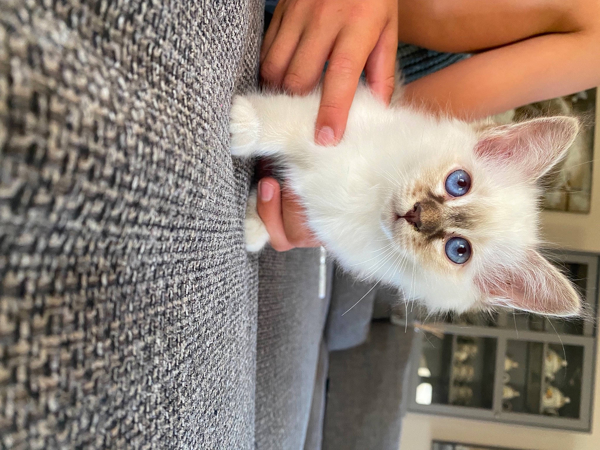 Stella a rejoint le concours — aidez-le/la à gagner de superbes lots ! balinese, birman, carnivore, cat, claw, domestic_short_haired_cat, fawn, felidae, fur, mesh, musical_instrument, nail, paw, siamese, small_to_medium_sized_cats, tail, thai, whiskers, window, woven_fabric