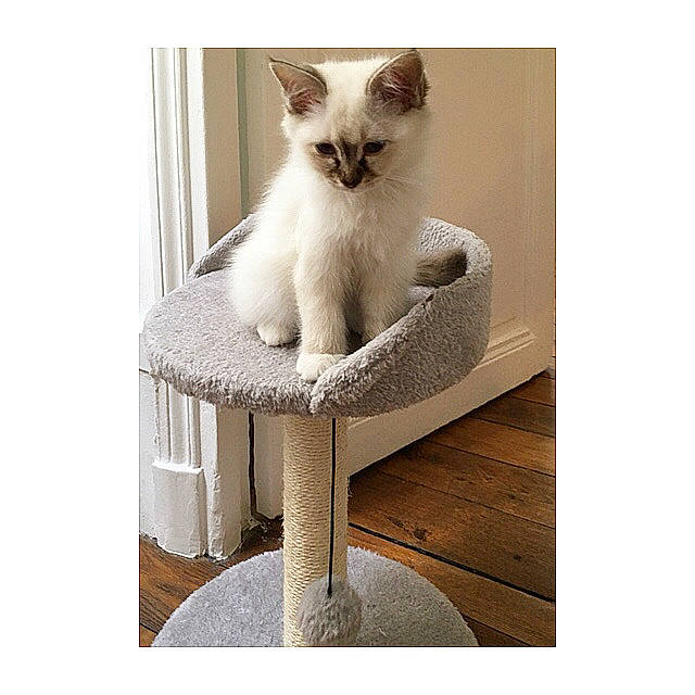 Stella participe au concours pour gagner de l'argent avec cette photo : carnivore, cat, cat_supply, chair, comfort, fawn, felidae, fur, furniture, metal, outdoor_furniture, paw, pet_supply, photo_caption, rectangle, sitting, small_to_medium_sized_cats, tail, whiskers, wood