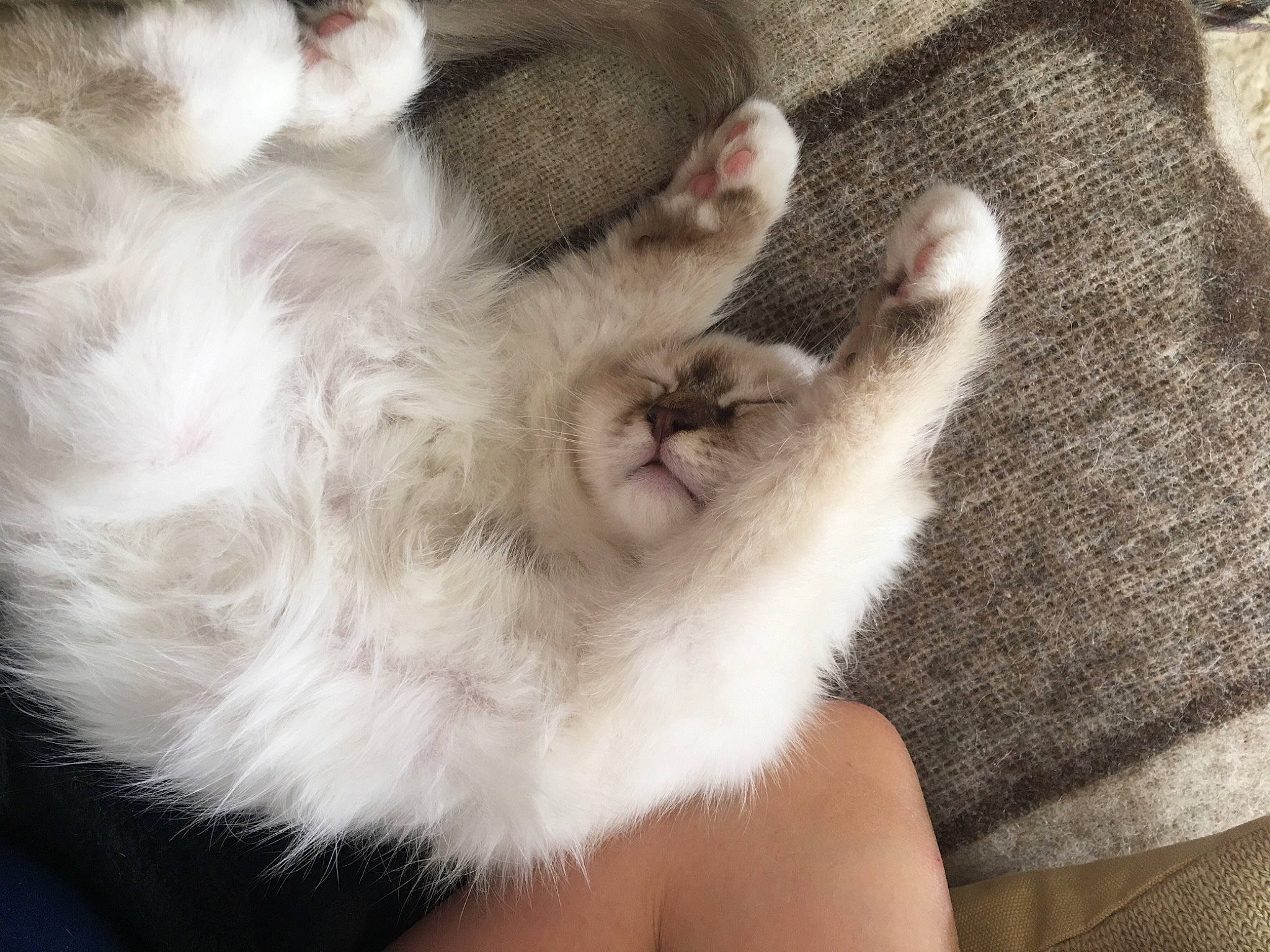 Stella participe au concours pour gagner de l'argent avec cette photo : art, canidae, carnivore, cat, claw, comfort, companion_dog, dog_breed, domestic_short_haired_cat, fawn, felidae, fur, gesture, nap, paw, small_to_medium_sized_cats, snout, tail, whiskers, wool