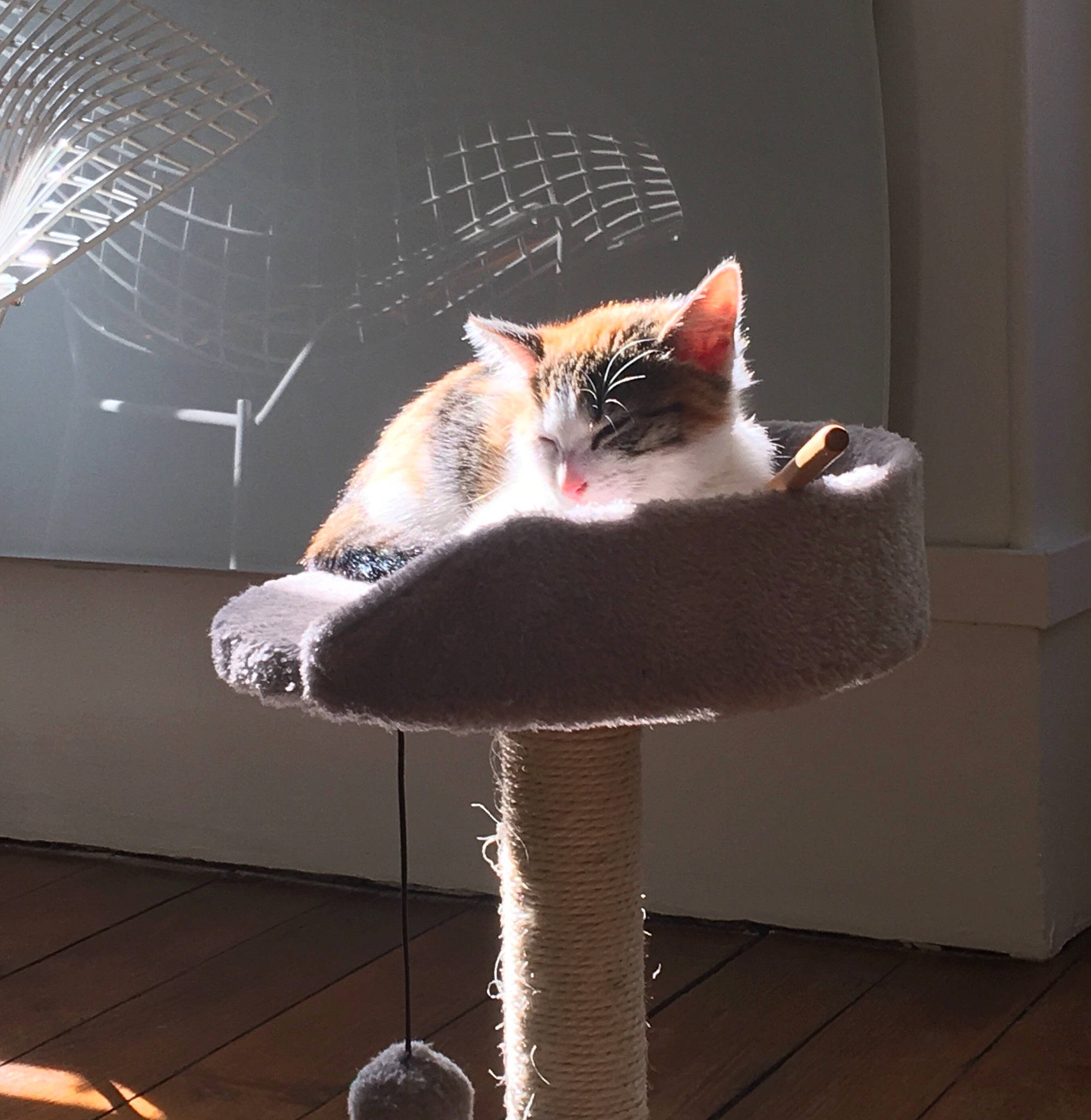 Sofia a rejoint le concours — aidez-le/la à gagner de superbes lots ! beauty, carnivore, cat, cat_supply, chair, comfort, fawn, felidae, flooring, grey, interior_design, leg, plant, small_to_medium_sized_cats, snout, tail, textile, whiskers, window, wood