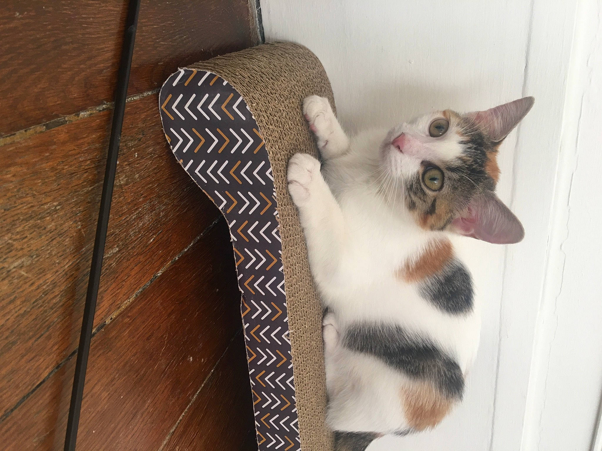 Sofia participe au concours pour gagner de l'argent avec cette photo : carnivore, cat, cat_supply, comfort, domestic_short_haired_cat, fawn, felidae, flooring, fur, hardwood, paw, pet_supply, plank, room, small_to_medium_sized_cats, snout, tail, varnish, whiskers, wood