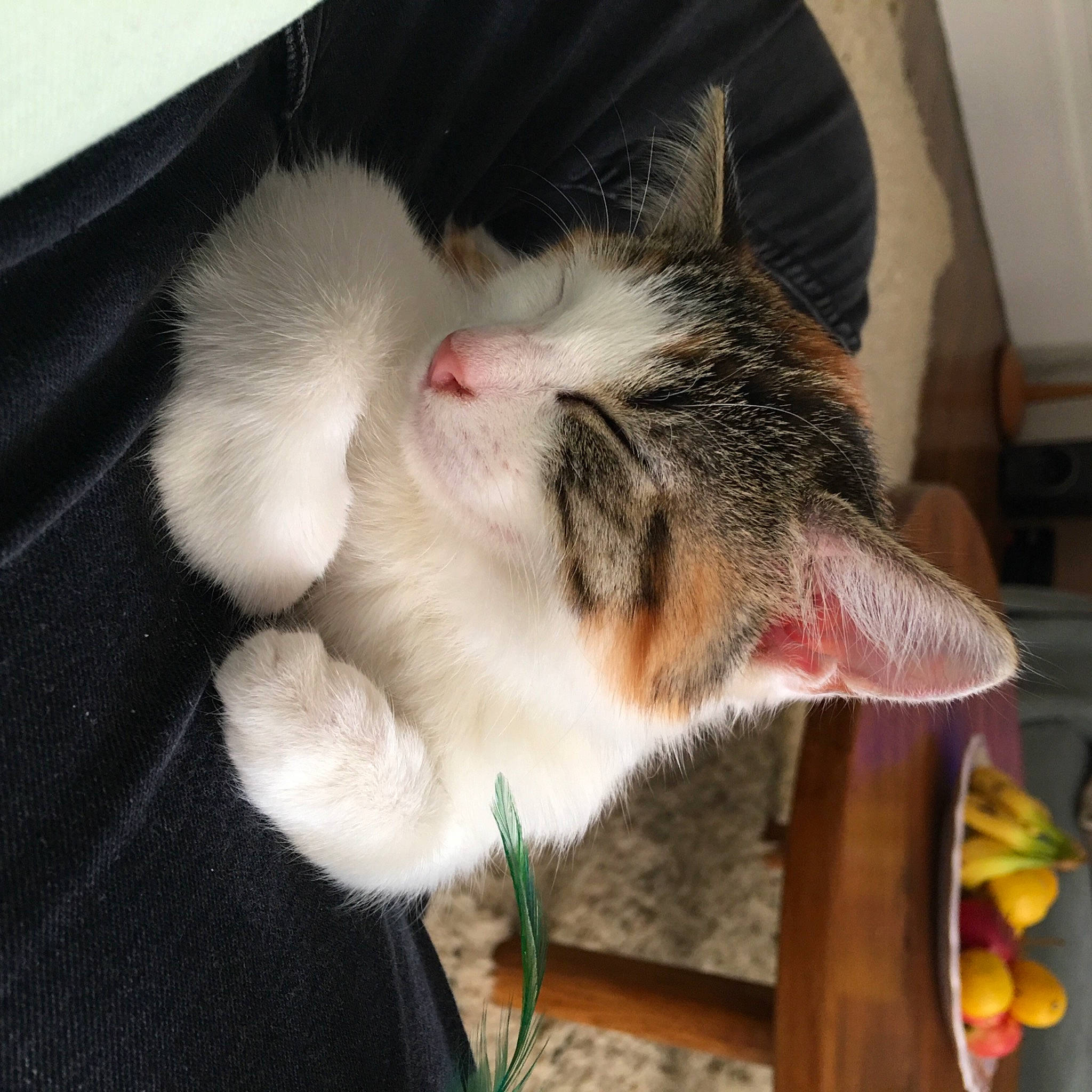 Sofia participe au concours pour gagner de l'argent avec cette photo : banana, carnivore, cat, claw, dog_breed, domestic_short_haired_cat, felidae, food, fruit, fur, kitchen_utensil, natural_foods, paw, plant, saba_banana, small_to_medium_sized_cats, snout, tableware, tail, whiskers