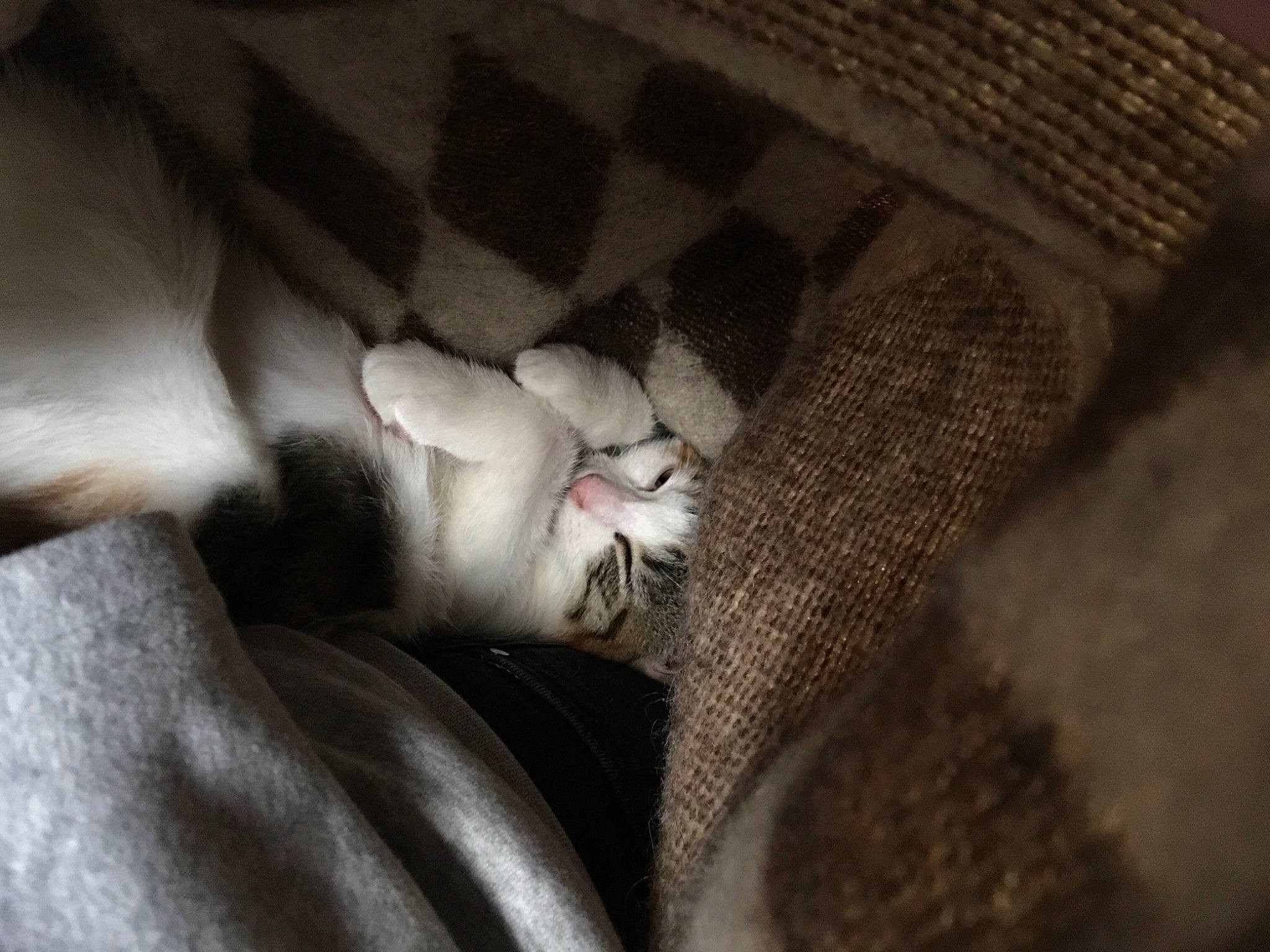 Sofia participe au concours pour gagner de l'argent avec cette photo : canidae, carnivore, cat, claw, close_up, comfort, darkness, domestic_short_haired_cat, fawn, felidae, fur, grey, linens, paw, small_to_medium_sized_cats, snout, sporting_group, tail, whiskers, wood