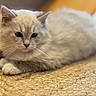 animal, cat, close_up, cozy, cute, domestic_cat, feline, fluffy, fur, indoor, kitten, laying_down, light_colored, pet, relaxed, resting, soft, whiskers, woven_mat, young_animal